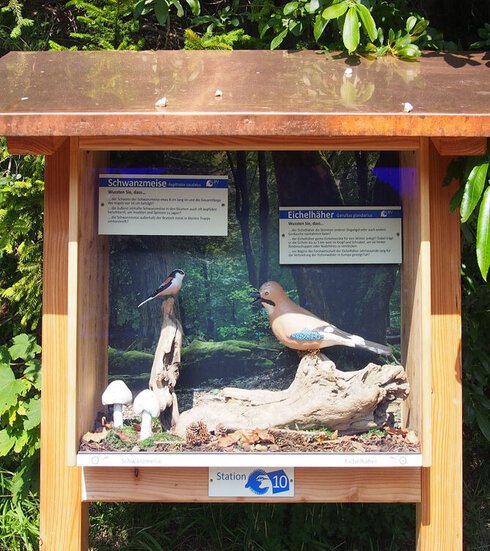 Das Bild zeigt einen überdachten Schaukasten, der von Bäumen umgeben ist. Im Schaukasten sind zwei Vogelmodelle platziert. Auf Schildchen über den Vogelmodellen ist zu lesen „Schwanzmeise“ mit und über dem anderen Vogel „Eichelhäher“. Der weitere Text ist von diesem Standpunkt aus zu klein zum Lesen. Die Sonne scheint. 