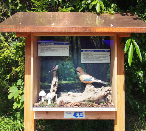 Das Bild zeigt einen überdachten Schaukasten, der von Bäumen umgeben ist. Im Schaukasten sind zwei Vogelmodelle platziert. Auf Schildchen über den Vogelmodellen ist zu lesen „Schwanzmeise“ mit und über dem anderen Vogel „Eichelhäher“. Der weitere Text ist von diesem Standpunkt aus zu klein zum Lesen. Die Sonne scheint. 