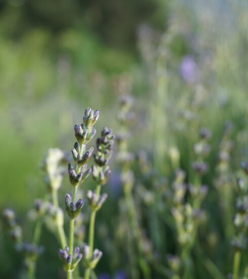 Das Bild zeigt zartlila Lavendelblüten. Der Hintergrund ist unscharf in Grüntönen. Man kann weitere Blüten erahnen.