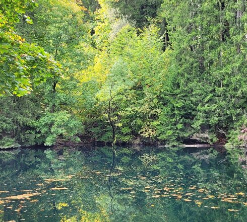 Man blickt auf einen kleinen See, dessen Wasseroberfläche das ganze Bild einnimmt. Das steile Ufer ist vollständig gesäumt von hohen Bäumen. Auf der Wasseroberfläche schwimmen Blätter und Laub. Die Sonne scheint. 