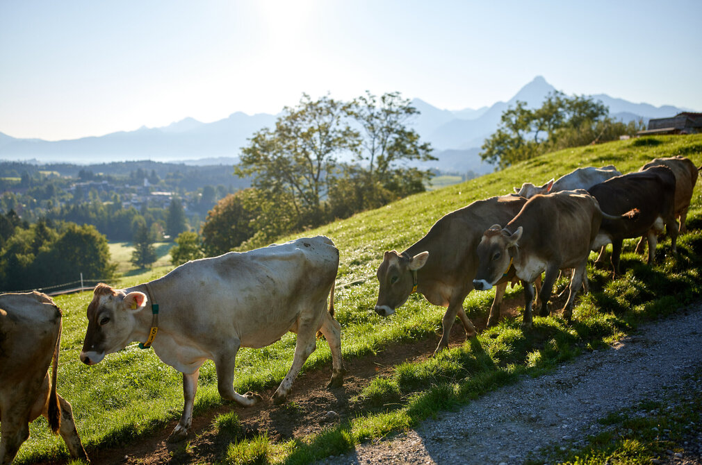 Das Bild fängt eine ruhige ländliche Szene ein, die eine Herde von Kühen zeigt, die gemütlich auf einem Schotterweg laufen. Die Kühe, die in Schattierungen von Braun und Weiß variieren, sind über den Rahmen verteilt, einige sind der Kamera näher und andere weiter entfernt. Sie bewegen sich alle in dieselbe Richtung, was das Gefühl von Einheit und Zweck vermittelt. Der Weg, auf dem sie gehen, ist von üppigem Grün umgeben, was der Szene einen Hauch von Naturs Vitalität verleiht. In der Ferne erstreckt sich ein majestätischer Gebirgszug über den Horizont, der den pastoralen Ort zu einem beeindruckenden Hintergrund macht. Der Himmel darüber ist ein klarer blauer Himmel, der von Wolken befreit, die Gesamtstimmung der Szene zusätzlich verstärkt.