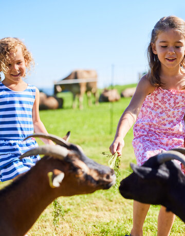 Das Bild zeigt eine ansprechende Szene von zwei jungen Mädchen, die mit zwei Ziegen in einer grünen Wiese interagieren. Das Mädchen auf der linken Seite, das ein blau-weiß gestreiftes Kleid trägt, hält einem der Ziegen ein Stück Gras hin. Die Ziege mit ihren charakteristischen gebogenen Hörnern streckt eifrig ihre Zunge aus, um die Leckerei zu ergattern. Die Ziege auf der rechten Seite, die ein pinkfarbenes Kleid trägt, füttert auch das andere Tier. Beide Ziegen sind schwarz mit weißen Flecken auf ihren Gesichtern. Im Hintergrund sind mehrere andere Ziegen zu sehen, die friedlich grasen. Die Wiese ist üppig und grün, was eine idyllische Kulisse für diese charmante Interaktion zwischen Menschen und Tieren bildet.