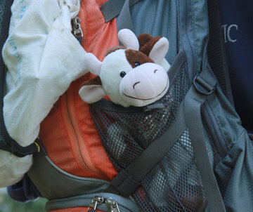 Das Bild zeigt einen grau-roten Wanderrucksack von der Seite. In einer Außentasche ist eine kleine Stofftischkuh platziert, die den Betrachter scheinbar anlächelt. 