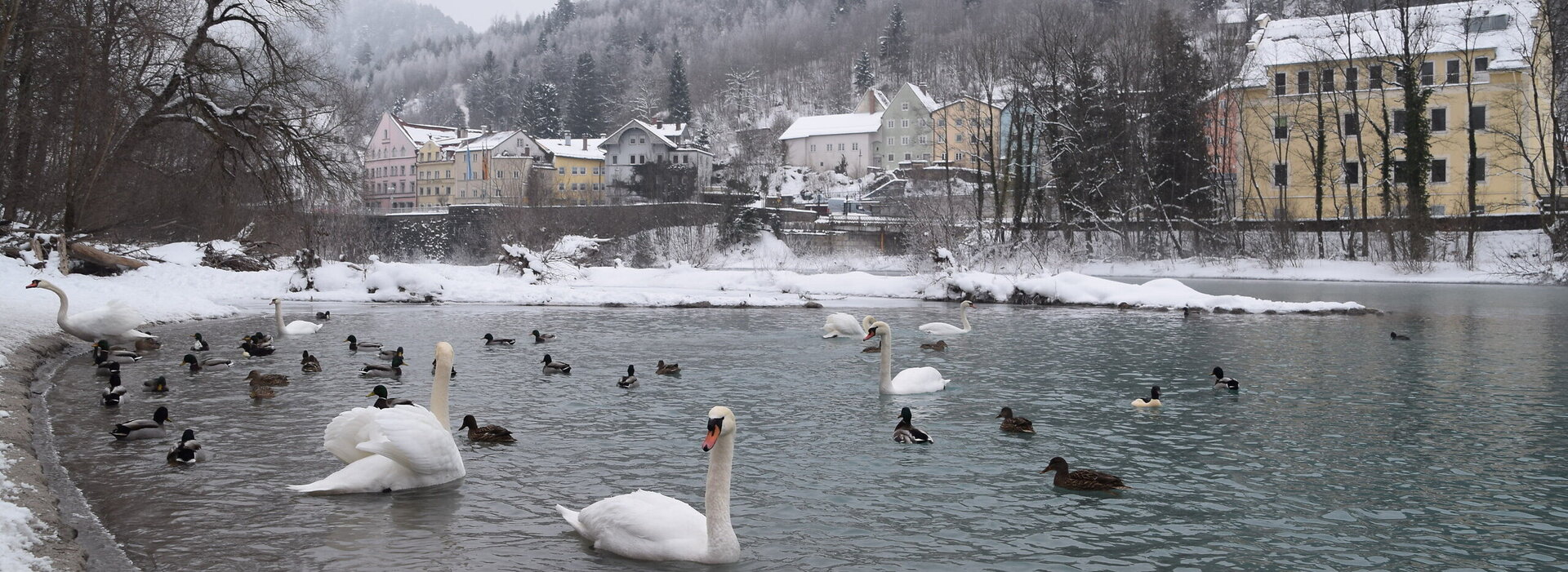 Das Bild fängt eine friedliche Winterlandschaft an einem See ein. Der See ist übersät mit Schwänen, von denen einige schwimmen während andere auf dem Wasser rasten. Die Schwäne verteilen sich über den gesamten See, wobei einige näher an der Vordergrund und andere weiter entfernt sind. Der See wird von einer schneebedeckten Landschaft umgeben, in der Bäume und Gebäude im Hintergrund sichtbar sind. Der Himmel über dem See ist bedeckt und trägt zu der friedlichen Atmosphäre der Szene bei. Das Bild ist eine schöne Darstellung von Naturschönheit in der Winterzeit.