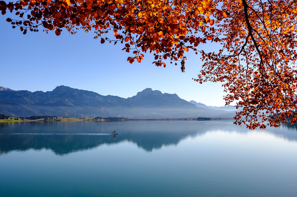Das Bild fängt eine friedliche Herbstszene ein. Der Fokus liegt auf dem ruhigen Forggensee, dessen Oberfläche die umliegende Landschaft reflektiert. Der See liegt in einem Tal, im Hintergrund erheben sich majestätische Berge. Der Himmel darüber ist ein klares Blau, das einen schönen Kontrast zu den lebhaften Herbstfarben bildet. Die Bäume, die den See säumen, sind mit Blättern in Orange- und Rottönen geschmückt, die eine warme Atmosphäre zum Bild hinzufügen. In der Ferne kann man ein kleines Boot sehen, das über das Wasser gleitet und dem ansonsten stillen Landschaft ein Gefühl von Bewegung und Leben verleiht. 