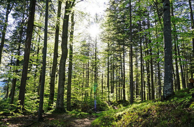 Man blickt durch einen dichten Laubwald mit frischem grünen Laub. Die Sonne scheint durch die Zweige und Äste der Bäume und taucht die Szenerie in ein warmes Licht. 