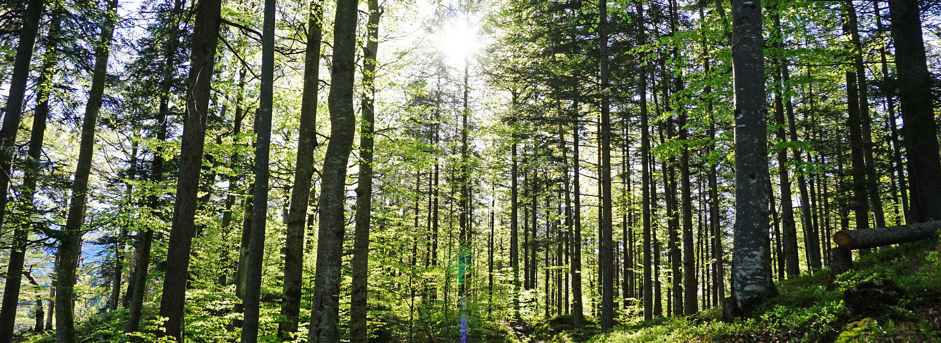 Man blickt durch einen dichten Laubwald mit frischem grünen Laub. Die Sonne scheint durch die Zweige und Äste der Bäume und taucht die Szenerie in ein warmes Licht. 