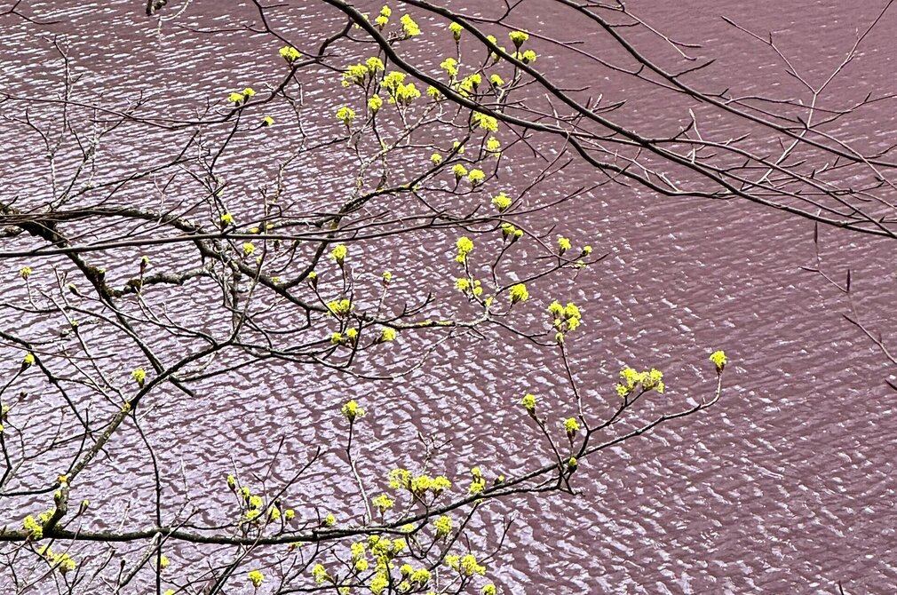 Das Bild zeigt die Wasseroberfläche eines Sees. Das Wasser ist lila gefärbt. Im Vordergrund ragen Zweige über die Wasseroberfläche, die die ersten Knospen aufweisen. 