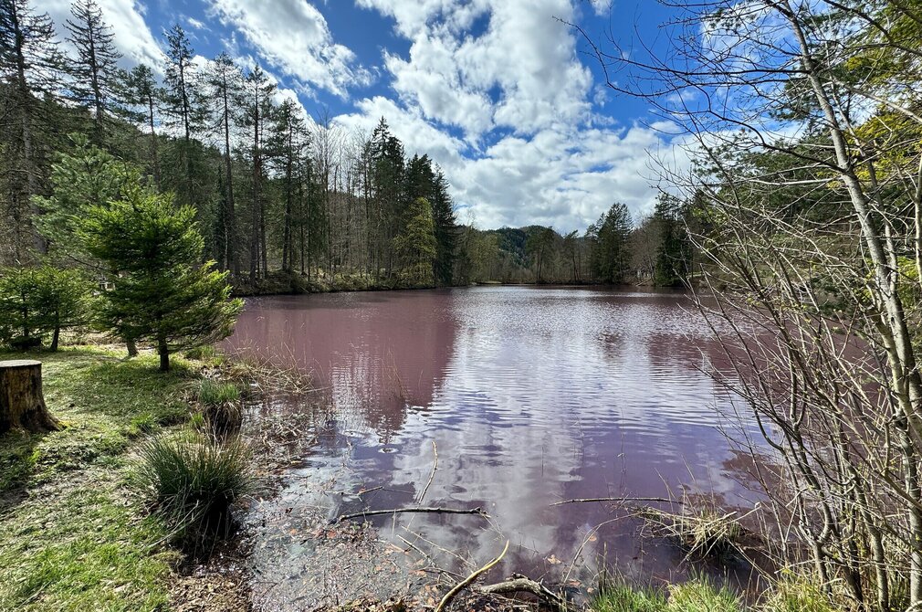 Das Bild zeigt die Wasseroberfläche eines Sees. Das Wasser ist lila gefärbt. Der See ist von hohen Bäumen umgeben. Der Himmel ist blau mit weißen Wolken.  