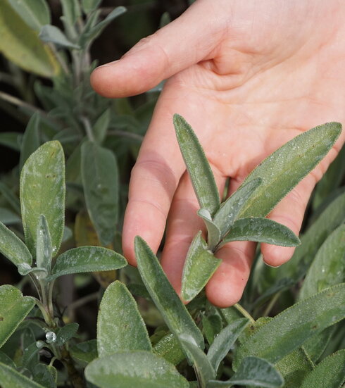 Das Bild zeigt eine Hand die Salbeiblätter hält. Die Hand ist von den unzähligen Blättern und Zweigen einer Salbeipflanze umgeben, die das ganze Bild ausfüllen. Die Salbeiblätter sind mit Wassertropfen übersät.   
