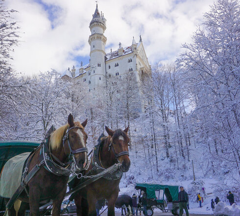 Das Bild zeigt im Fokus eine Pferdekutsche mit zwei Kaltblutpferden. Die Kutsche hat ein grünes Dach und steht auf einem Platz. Die Pferde wirken entspannt. Eines hat die Augen geschlossen. Im Hintergrund sind weitere Kutschen zu sehen. Über den Kutschen thront das weiße Schloss Neuschwanstein. Nur ein Teil davon ist zu sehen. Es ist Winter. Alles ist schneebedeckt. Der Himmel ist blau, mit weißen Wolken durchzogen. Die Sonne scheint.