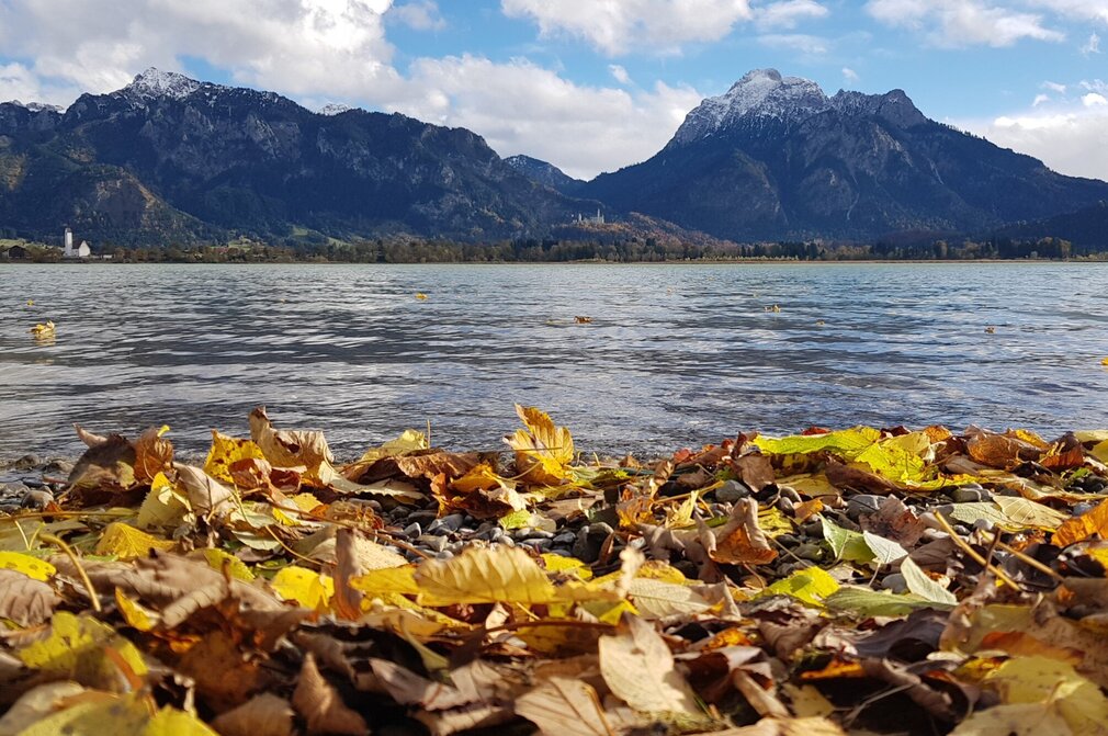 Das Bild fängt eine ruhige Herbstszene ein. Der Vordergrund wird dominiert von herabgefallenem Laub, deren Farben von lebhaften Gelbtönen bis zu tiefen Rottönen reichen. Die Blätter sind auf dem Boden verstreut, schaffen einen Teppich aus Herbstfarben. Im Hintergrund dehnt sich ein ruhiger See aus – der Forggensee. Seine Oberfläche ist ruhig und unberührt. Der Seeufer ist mit herbstlichen Bäumen gesäumt. Jenseits des Sees erheben sich majestätische Berge, deren Gipfel mit Schnee bedeckt sind. Die Berge bieten eine spektakuläre Kulisse, ihre schneebedeckten Spitzen kontrastieren mit dem klaren blauen Himmel darüber. In der Ferne kann man auf einer Anhöhe vor dem Bergpanorama das Schloss Neuschwanstein erkennen. 