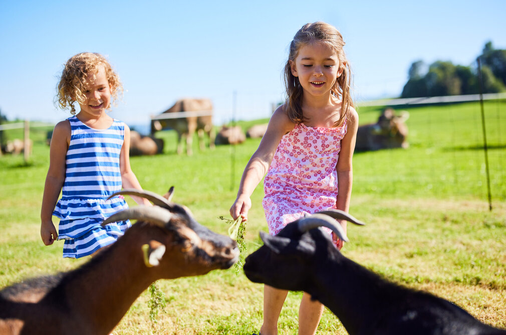Das Bild zeigt eine ansprechende Szene von zwei jungen Mädchen, die mit zwei Ziegen in einer grünen Wiese interagieren. Das Mädchen auf der linken Seite, das ein blau-weiß gestreiftes Kleid trägt, hält einem der Ziegen ein Stück Gras hin. Die Ziege mit ihren charakteristischen gebogenen Hörnern streckt eifrig ihre Zunge aus, um die Leckerei zu ergattern. Die Ziege auf der rechten Seite, die ein pinkfarbenes Kleid trägt, füttert auch das andere Tier. Beide Ziegen sind schwarz mit weißen Flecken auf ihren Gesichtern. Im Hintergrund sind mehrere andere Ziegen zu sehen, die friedlich grasen. Die Wiese ist üppig und grün, was eine idyllische Kulisse für diese charmante Interaktion zwischen Menschen und Tieren bildet.
