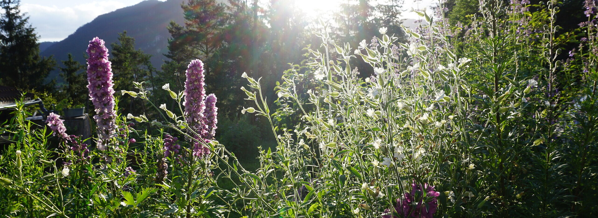 Das Bild zeigt eine friedliche Gartenszene, die in den warmen Glanz der Sonne eingetaucht ist. Der Garten ist ein üppiger Grünteppich, mit hohen Gräsern, bunten Blumen und Kräutern. Die Sonne strahlt hell von oben und wirft eine schöne Spannung von Schatten und Licht über den Garten. Im Hintergrund erhebt sich ein Bergrücken in den klaren blauen Himmel.