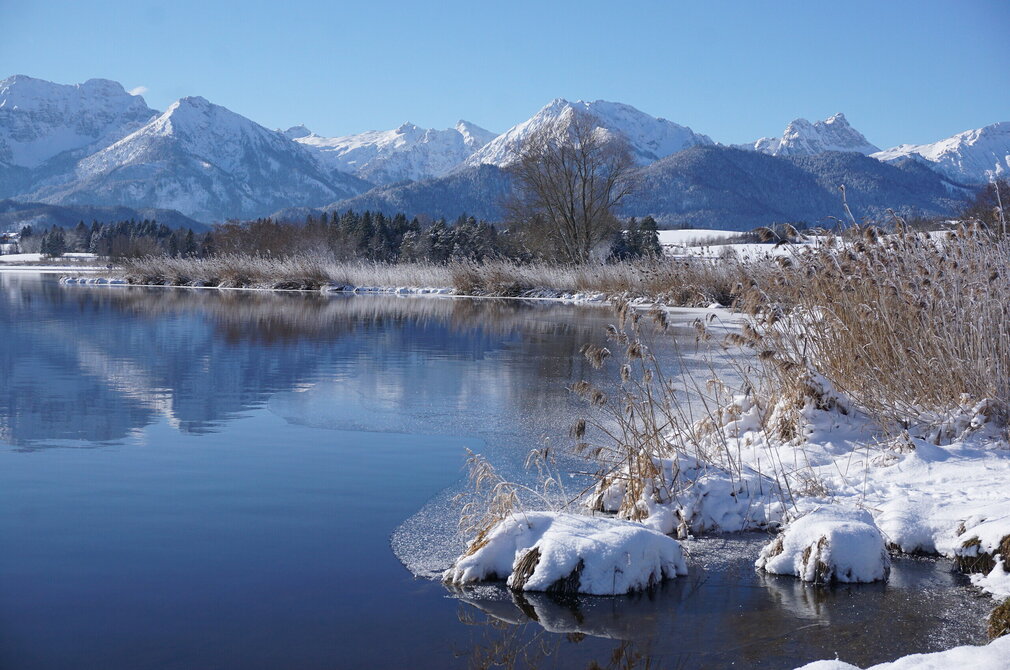 Das Bild fängt eine friedliche Winterlandschaft ein. Der Hopfensee, dessen Oberfläche ein tiefes Blau aufweist, schlängelt sich durch die Landschaft. Der See wird von einer schneebedeckten Böschung begrenzt, wo Gräser und Sträucher durch die Schneedecke hervorblitzen. Das ruhige Wasser des Flusses reflektiert die umgebende Landschaft. In der Ferne erheben sich majestätische Berge gegen den Himmel, deren Gipfel mit Schnee bedeckt sind. 