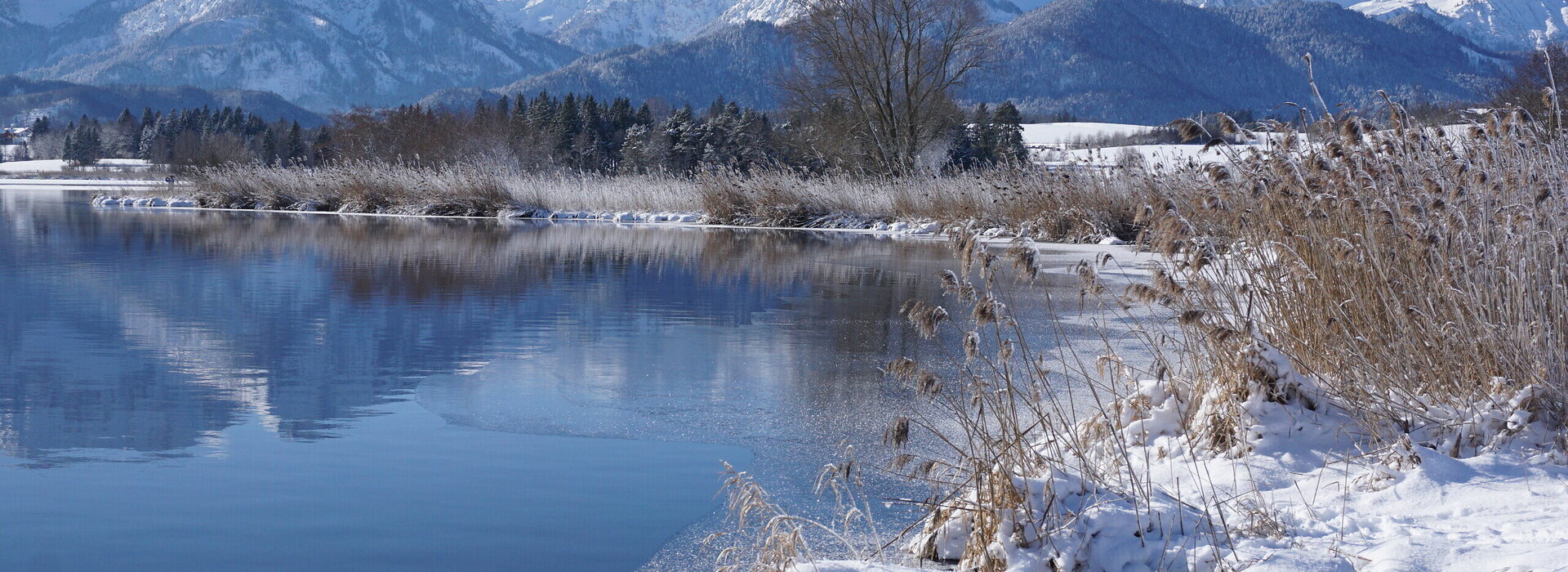 Das Bild fängt eine friedliche Winterlandschaft ein. Der Hopfensee, dessen Oberfläche ein tiefes Blau aufweist, schlängelt sich durch die Landschaft. Der See wird von einer schneebedeckten Böschung begrenzt, wo Gräser und Sträucher durch die Schneedecke hervorblitzen. Das ruhige Wasser des Flusses reflektiert die umgebende Landschaft. In der Ferne erheben sich majestätische Berge gegen den Himmel, deren Gipfel mit Schnee bedeckt sind. 