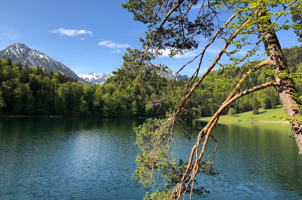 Das Bild zeigt eine friedliche Landschaft am Ufer eines Sees. Hierbei handelt es ich um den tiefblauen Alatsee, der von einem üppigen Wald umgeben ist. Die Wasseroberfläche ist ruhig, sie spiegelt die umgebende Grünfläche wider. Auf der rechten Seite des Bildes steht ein großer Nadelbaum, der schief in das Bild hineinragt. Seine Äste reichen in die Bildmitte. In der Ferne erheben sich majestätisch hohe Berge gegen den klaren blauen Himmel, sie verleihen der Szene Tiefe und Maßstab. 