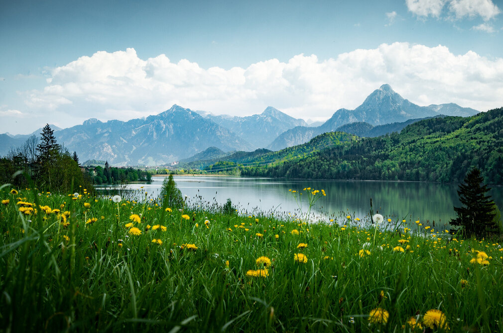 Das Bild zeigt den ruhig daliegenden Weißensee, der den blauen Himmel spiegelt. Im Hintergrund erheben sich majestätische Berge. Der See wird von saftig grünen Wiesen umgeben, die mit unzähligen gelben Löwenzahlblüten übersät sind. 