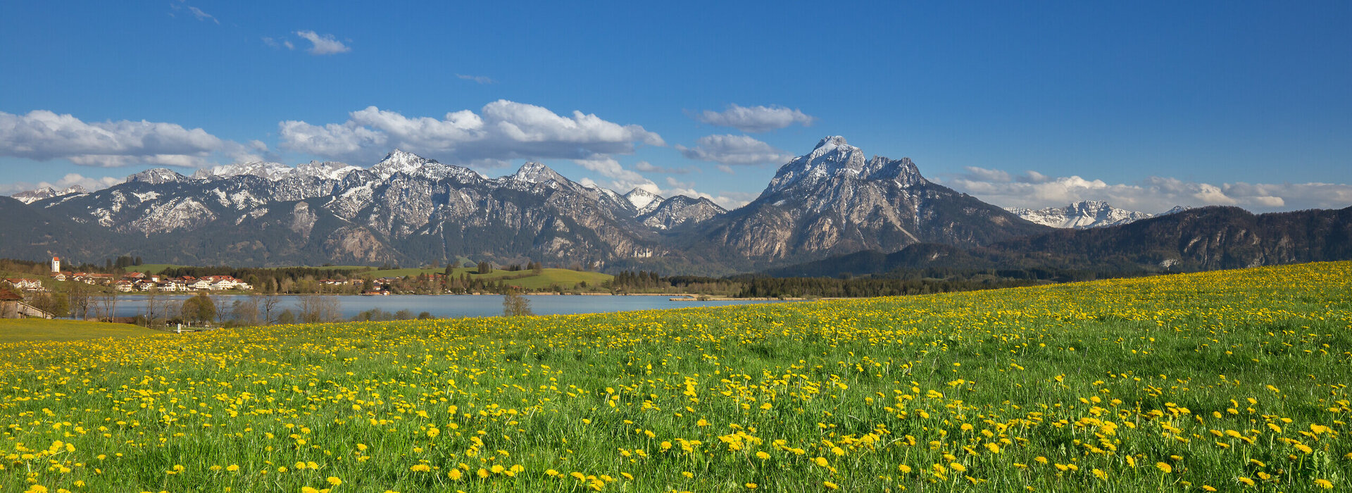Löwenzahnblüte am Hopfensee, mit den Bergen Tegelberg und Säuling im Hintergrund
