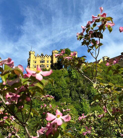 Das Bild zeigt eine idyllische Szene eines Schlosses, das auf einem Hügel thronend von üppiger Vegetation umgeben ist. Das Schloss, mit seiner gelben Fassade, steht majestätisch gegen den Hintergrund eines klaren blauen Himmels. Der Hügel, auf dem das Schloss steht, ist mit Bäumen und Buschwerk geschmückt, deren Blätter eine lebendige Mischung aus Pink und Grün bilden. Die Position des Schlosses auf dem Hügel bietet einen Panoramablick auf die umgebende Landschaft, was zu seiner Grandezza beiträgt. Das Bild strahlt eine Stimmung von Ruhe und Zeitlosigkeit aus, als hätte das Schloss dort schon seit Jahrhunderten gestanden und stillschweigend den Gang der Zeit beobachtet.