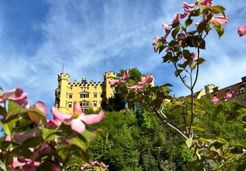 Das Bild zeigt eine idyllische Szene eines Schlosses, das auf einem Hügel thronend von üppiger Vegetation umgeben ist. Das Schloss, mit seiner gelben Fassade, steht majestätisch gegen den Hintergrund eines klaren blauen Himmels. Der Hügel, auf dem das Schloss steht, ist mit Bäumen und Buschwerk geschmückt, deren Blätter eine lebendige Mischung aus Pink und Grün bilden. Die Position des Schlosses auf dem Hügel bietet einen Panoramablick auf die umgebende Landschaft, was zu seiner Grandezza beiträgt. Das Bild strahlt eine Stimmung von Ruhe und Zeitlosigkeit aus, als hätte das Schloss dort schon seit Jahrhunderten gestanden und stillschweigend den Gang der Zeit beobachtet.