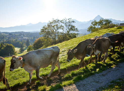 Das Bild fängt eine ruhige ländliche Szene ein, die eine Herde von Kühen zeigt, die gemütlich auf einem Schotterweg laufen. Die Kühe, die in Schattierungen von Braun und Weiß variieren, sind über den Rahmen verteilt, einige sind der Kamera näher und andere weiter entfernt. Sie bewegen sich alle in dieselbe Richtung, was das Gefühl von Einheit und Zweck vermittelt. Der Weg, auf dem sie gehen, ist von üppigem Grün umgeben, was der Szene einen Hauch von Naturs Vitalität verleiht. In der Ferne erstreckt sich ein majestätischer Gebirgszug über den Horizont, der den pastoralen Ort zu einem beeindruckenden Hintergrund macht. Der Himmel darüber ist ein klarer blauer Himmel, der von Wolken befreit, die Gesamtstimmung der Szene zusätzlich verstärkt.