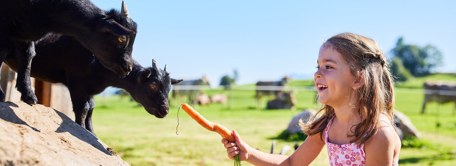  Das Bild zeigt eine zauberhafte Szene, in der ein kleines Mädchen eine Möhre an ein schwarzes Ziegenböckchen verfüttert. Das Mädchen, das in einem rosa Kleid steht, streckt die Hand nach dem Böckchen aus. Das Böckchen mit seinem schwarzen Fell steht grünrasenartig begrast und ist eifrig nach der Möhre greifend. Als Hintergrund ist eine üppige Grünfläche zu sehen, die mit Bäumen und Sträuchern durchsetzt ist, und so entsteht eine friedliche und idyllische Umgebung. Das Lächeln des Mädchens und die Erwartung des Böckchens bringen eine Freude und Staunen in die Szene.