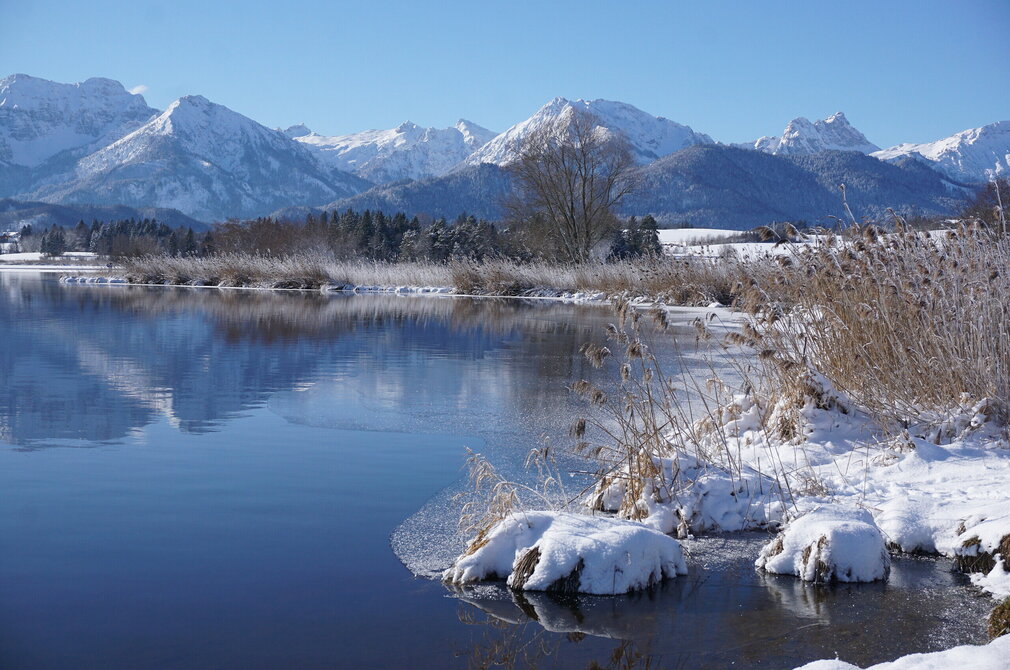 Das Bild fängt eine friedliche Winterlandschaft ein. Der Hopfensee, dessen Oberfläche ein tiefes Blau aufweist, schlängelt sich durch die Landschaft. Der See wird von einer schneebedeckten Böschung begrenzt, wo Gräser und Sträucher durch die Schneedecke hervorblitzen. Das ruhige Wasser des Flusses reflektiert die umgebende Landschaft. In der Ferne erheben sich majestätische Berge gegen den Himmel, deren Gipfel mit Schnee bedeckt sind. 