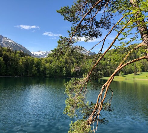 Das Bild zeigt eine friedliche Landschaft am Ufer eines Sees. Hierbei handelt es ich um den tiefblauen Alatsee, der von einem üppigen Wald umgeben ist. Die Wasseroberfläche ist ruhig, sie spiegelt die umgebende Grünfläche wider. Auf der rechten Seite des Bildes steht ein großer Nadelbaum, der schief in das Bild hineinragt. Seine Äste reichen in die Bildmitte. In der Ferne erheben sich majestätisch hohe Berge gegen den klaren blauen Himmel, sie verleihen der Szene Tiefe und Maßstab. 
