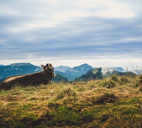 Das Bild zeigt eine junge Kuh, die auf einer Wiese liegt. Die Wiese liegt auf einer Anhöhe. Die Kuh blickt in die Ferne. Im Hintergrund erheben sich bewaldete Hügel und Berge. Der Himmel ist grau und wolkenverhangen.  