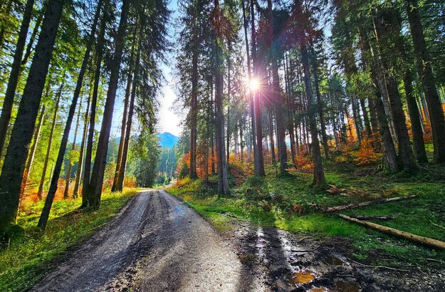 Auf dem Bild sieht man einen Waldweg. Links und rechts vom Weg sind hohe Bäume durch die die Sonne scheint.