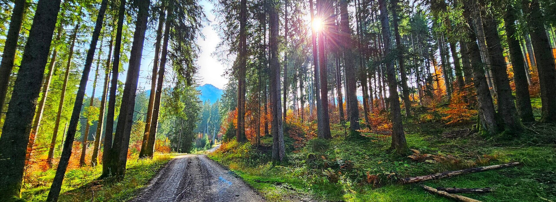 Auf dem Bild sieht man einen Waldweg. Links und rechts vom Weg sind hohe Bäume durch die die Sonne scheint.