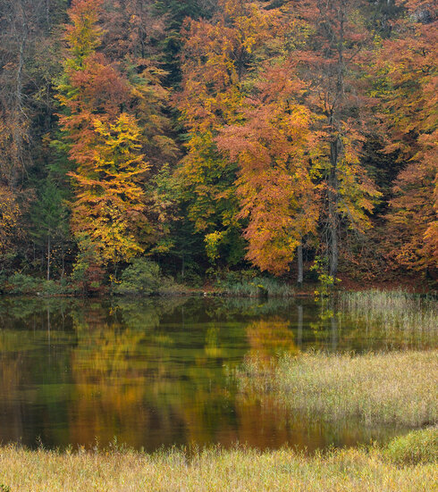 Man blickt auf einen kleinen See, der von einem Schilfgürtel umrahmt ist. Im Hintergrund erhebst sich ein bunter Bergwald. Zwischen den Bäumen zeigt sich der schroffe Feld des Berges. Die Wasseroberfläche ist flach wie ein Spiegel.  