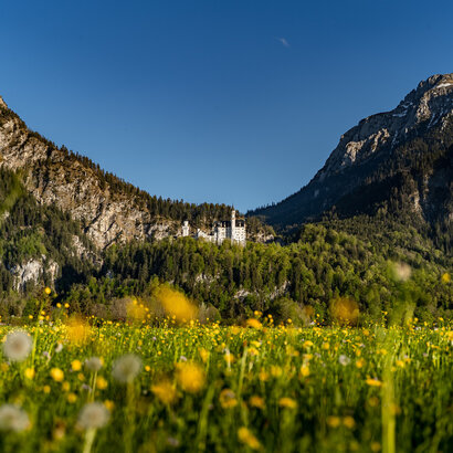 Das Bild zeigt eine atemberaubende Landschaft mit dem Schloss Neuschwanstein, die sich in den Bergen eingebettet. Die Burg Neuschwanstein ist von einem Feld voller gelber Blumen umgeben, was ein idyllisches Bild schafft.