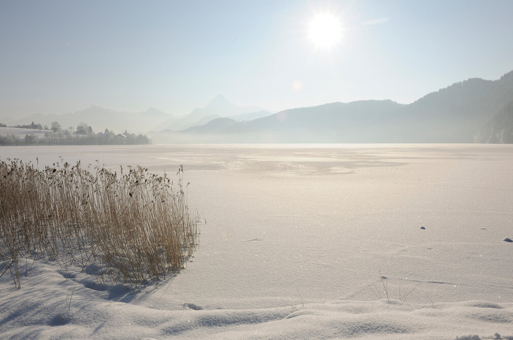 Das Bild zeigt eine Winterlandschaft. Im Fokus steht die gefrorene Wasseroberfläche des Weißensees, die mit Schnee bedeckt ist. Im Vordergrund des Bildes ist das Ufer zu sehen, dessen Schneedecke von Grasbüschel durchbrochen wird. Die gefrorene Wasseroberfläche ist von einer Reihe von Bäumen eingegrenzt. Im Hintergrund ragen majestätisch die Alpen in den hellblauen Himmel. Die Sonne scheint durch den zarten Nebel, der die Berge einhüllt. 
