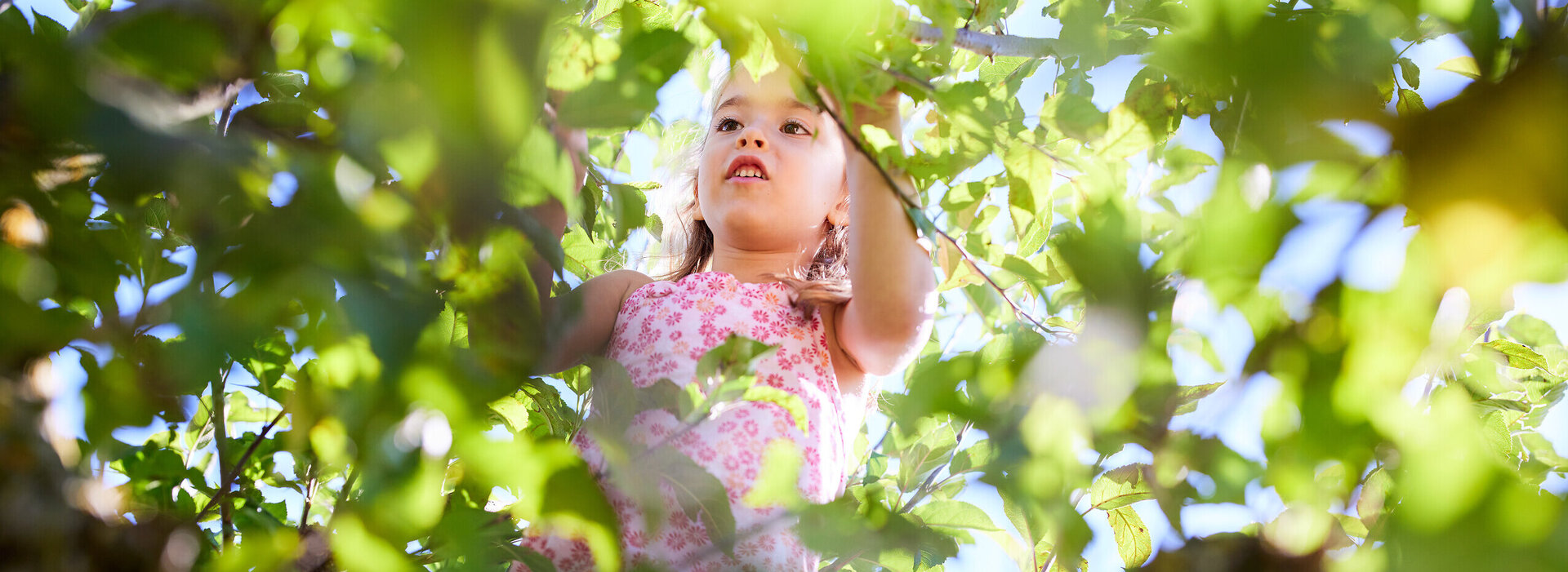 Das Bild fängt ein junges Mädchen ein, das in der Handlung des Pflückens von Blättern aus einem Baum versunken ist. Sie ist in einem rosa Kleid mit weißen Punkten verziert gekleidet. Der Baum, beladen mit grünen Blättern, ist der Hauptfokus des Bildes. Die Position des Mädchens im Bild schlägt vor, dass es vor dem Baum steht und versucht, ein Blatt zu pflücken. Der Hintergrund ist mit dem blauen Himmel gefüllt, der dem Bild ein Gefühl der Tiefe verleiht. Die Gesamtzusammensetzung des Bildes vermittelt ein Gefühl der Ruhe und Einfachheit.