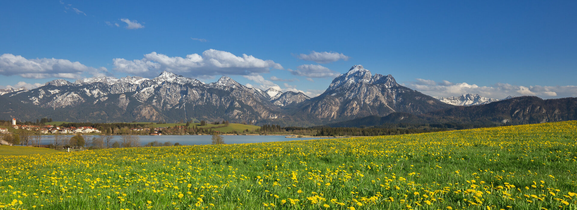 Das Bild zeigt eine grüne Wiese, auf der unzählige gelbe Löwenzahlblüten blühen. Im Hintergrund erhebt sich die Alpenkette. Die Berggipfel sind schneebedeckt. Vor den Bergen ist in einer Senke ein blauer See zu sehen, an dessen Ufer viele Häuser mit roten Dächern stehen. Der Himmel ist blau mit wenigen weißen Schäfchenwolken durchzogen. Die Sonne scheint. 