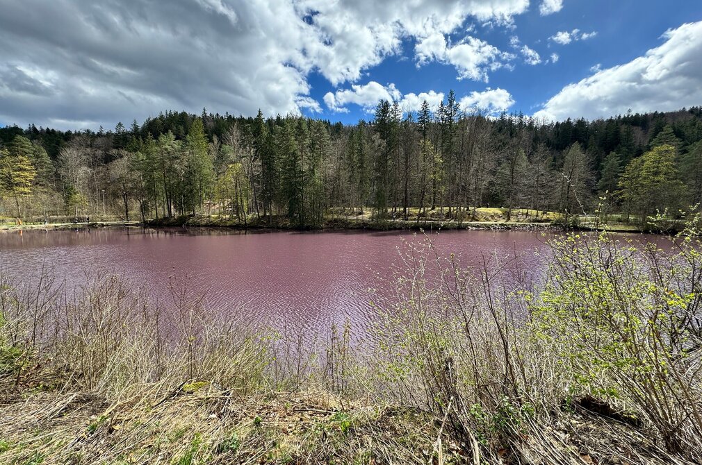 Das Bild zeigt die Wasseroberfläche eines Sees. Das Wasser ist lila gefärbt. Der See ist von hohen Bäumen umgeben. Der Himmel ist blau mit weißen Wolken.  