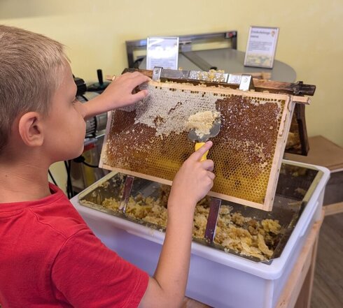 Das Bild zeigt einen Jungend der Bienenwaben ausschabt.