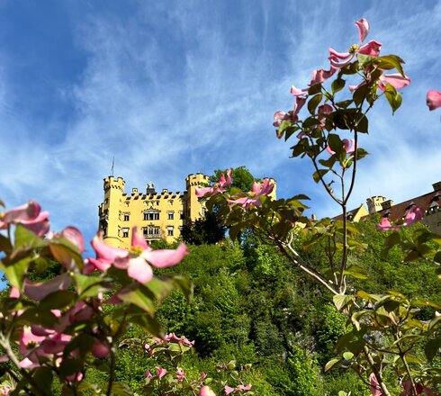 Das Bild zeigt eine idyllische Szene eines Schlosses, das auf einem Hügel thronend von üppiger Vegetation umgeben ist. Das Schloss, mit seiner gelben Fassade, steht majestätisch gegen den Hintergrund eines klaren blauen Himmels. Der Hügel, auf dem das Schloss steht, ist mit Bäumen und Buschwerk geschmückt, deren Blätter eine lebendige Mischung aus Pink und Grün bilden. Die Position des Schlosses auf dem Hügel bietet einen Panoramablick auf die umgebende Landschaft, was zu seiner Grandezza beiträgt. Das Bild strahlt eine Stimmung von Ruhe und Zeitlosigkeit aus, als hätte das Schloss dort schon seit Jahrhunderten gestanden und stillschweigend den Gang der Zeit beobachtet.