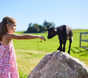 Das Bild fängt einen besinnlichen Moment auf einem Feld ein, in dem ein junges Mädchen sich zu einem schwarzen Ziegenbock streckt. Das Mädchen, das in einem rosa Kleid gekleidet ist, steht auf einem Felsen, seine ausgestreckte Hand in Richtung des Bocks gerichtet. Der Bock steht auf einem Felsen, blickt die junge Dame an, als würde er ihre Handlung neugierig beobachten. Das Feld, auf dem sie sich befinden, ist üppig und grün, wodurch dieser Interaktion eine wunderschöne Kulisse gegeben wird. In der Ferne sind andere Menschen und Felsen zu sehen, die der Szene Tiefe verleihen. Das pinkfarbene Kleid des Mädchens kontrastiert schön mit dem Grün des Feldes und dem Schwarz des Bocks, was das Bild ästhetisch ansprechend macht.