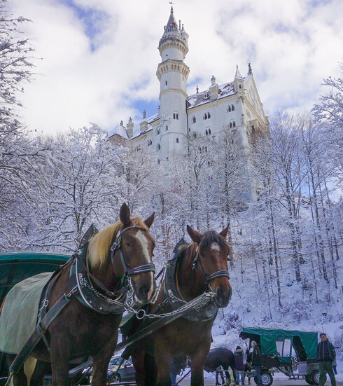 Das Bild zeigt im Fokus eine Pferdekutsche mit zwei Kaltblutpferden. Die Kutsche hat ein grünes Dach und steht auf einem Platz. Die Pferde wirken entspannt. Eines hat die Augen geschlossen. Im Hintergrund sind weitere Kutschen zu sehen. Über den Kutschen thront das weiße Schloss Neuschwanstein. Nur ein Teil davon ist zu sehen. Es ist Winter. Alles ist schneebedeckt. Der Himmel ist blau, mit weißen Wolken durchzogen. Die Sonne scheint.