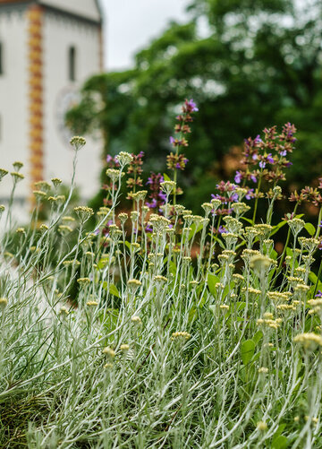 Das Bild zeigt ein üppiges Bett des Terrassengartens im Hohen Schloss mit wilden Blumen und Kräutern, deren lebhafte Farben sich vom dunkelgrünen Laub der Bäume im Hintergrund abheben. Ebenfalls im Hintergrund erhebt sich der barocke Glockenturm des Benediktinerklosters St. Mang. 