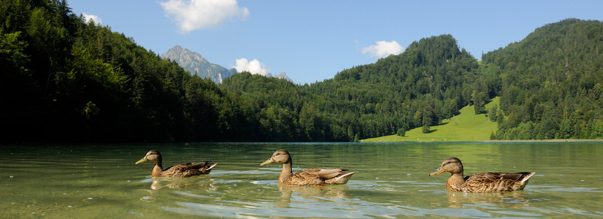 Das Bild zeigt drei Enten die in einer Reihe auf einem See schwimmen. Das Wetter ist schon und im Hintergrund erkennt man eine bewaldete Bergkette. 