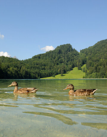 Das Bild zeigt drei Enten die in einer Reihe auf einem See schwimmen. Das Wetter ist schon und im Hintergrund erkennt man eine bewaldete Bergkette. 