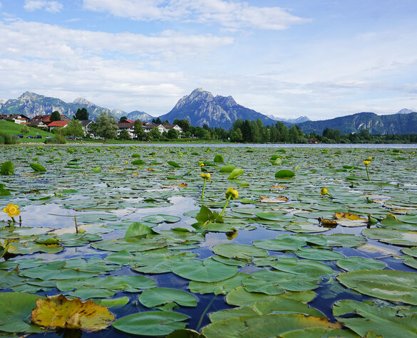 Blog Vorschaubild - Allgäuer Südsee(n)