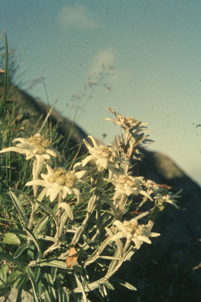 5_ Edelweißstock Höfats