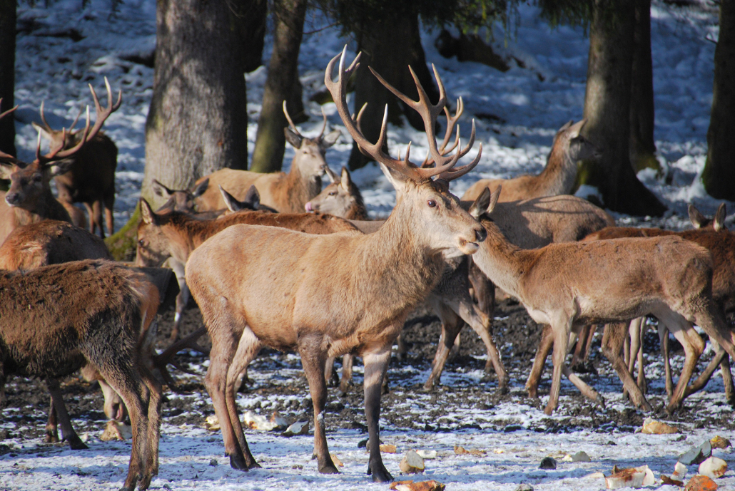 Füssen_Hirschfütterung_10(67)_©Füssen Tourismus und Marketing_Ines Dehner_1920x1285