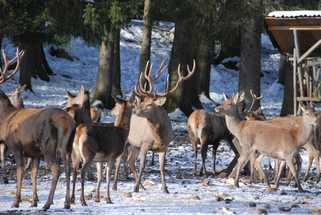 Füssen_Hirschfütterung_10(80)_©Füssen Tourismus und Marketing_Ines Dehner_1920x1285