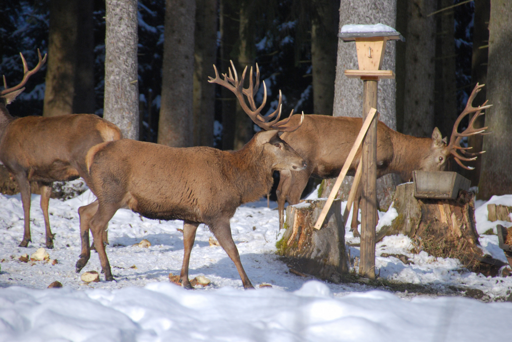 Füssen_Hirschfütterung_10(81)_©Füssen Tourismus und Marketing_Ines Dehner_1980x1285